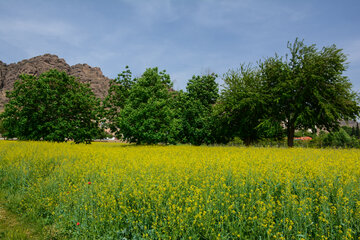 دشت های طلایی کلزا در خرم آباد