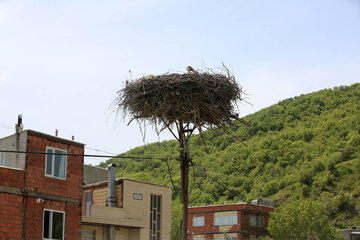 Cigüeñas en el humedal de Zaribar
