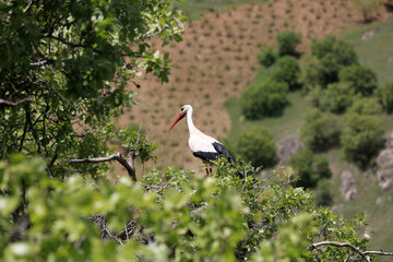 Cigüeñas en el humedal de Zaribar
