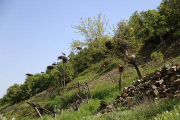 Cigüeñas en el humedal de Zaribar
