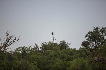 Cigüeñas en el humedal de Zaribar
