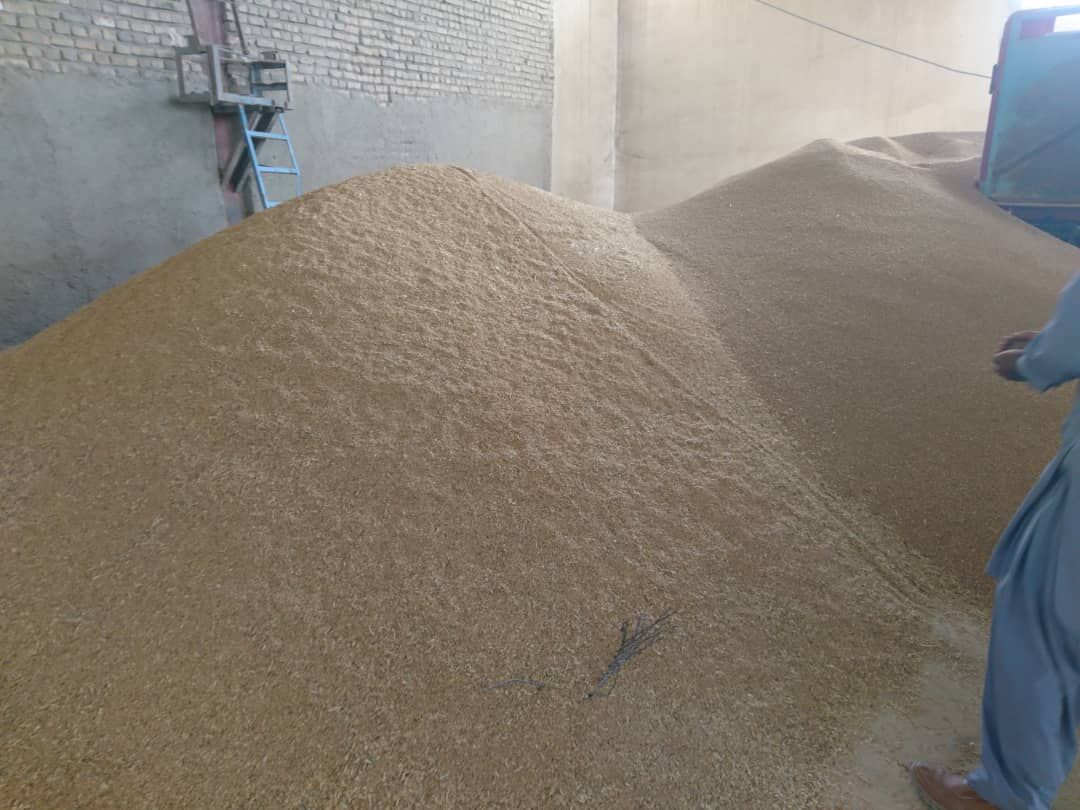 کشاورزان سیستان و بلوچستان حدود ۴ هزار تن گندم تحویل مراکز خرید دادند