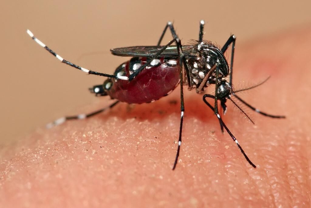 مالاریا بیماری خطرناکی که با رعایت نکردن اصول بهداشتی منتقل می‌شود