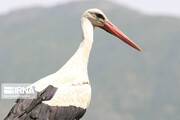 Zaribar Wetland, safe haven for storks in spring time