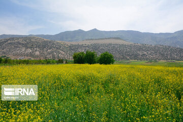 کلزا در ۴ هزار هکتار از اراضی کشاورزی کردستان کشت می‌شود