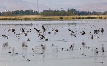 ۱۶ هزار بال پرنده در تالاب کانی‌برازان مهاباد لانه‌گذاری کردند