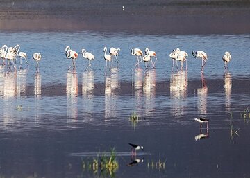 تالاب بین‌المللی «کانی برازان» مهاباد میزبان ۳۵ هزار پرنده مهاجر است