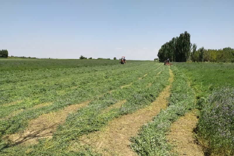 سم پاشی بیش از ۲۷ هزار هکتار زمین کشاورزی لرستان انجام شد