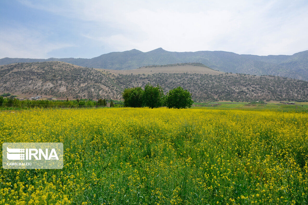 کلزا در ۴ هزار هکتار از اراضی کشاورزی کردستان کشت می‌شود