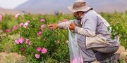 برداشت ۶۵۰ تن گل محمدی در استان سمنان پیش‌بینی می‌شود