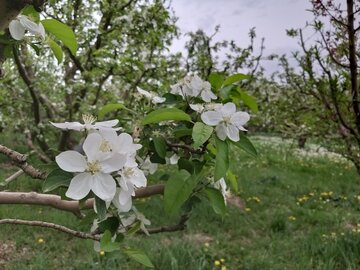 طبیعت بهاری باراندوز ارومیه