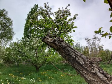 طبیعت بهاری باراندوز ارومیه