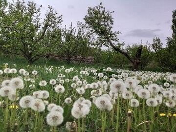 طبیعت بهاری باراندوز ارومیه