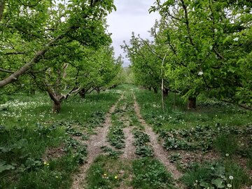 طبیعت بهاری باراندوز ارومیه