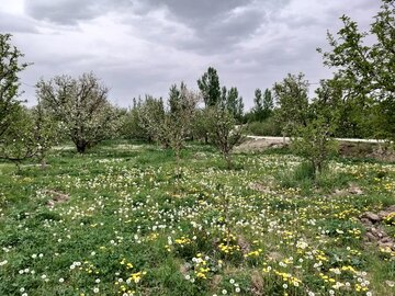 طبیعت بهاری باراندوز ارومیه