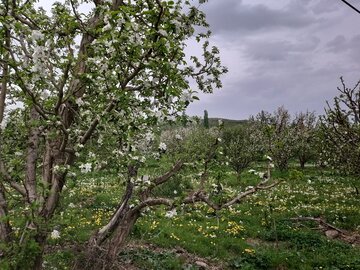 طبیعت بهاری باراندوز ارومیه