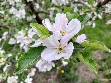 طبیعت بهاری باراندوز ارومیه