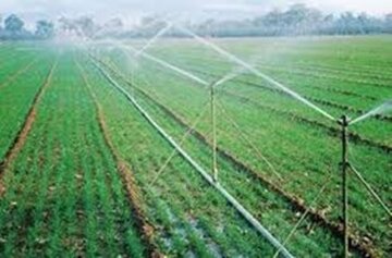 کاهش بارندگی‌ها افزایش تولید گندم آبی را ضروری کرده است