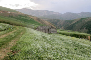 زیبایی های طبیعت در ییلاقات رضوانشهر