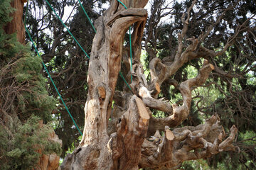 Antiguo ciprés de Mongabad en Yazd
