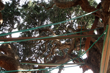 Antiguo ciprés de Mongabad en Yazd
