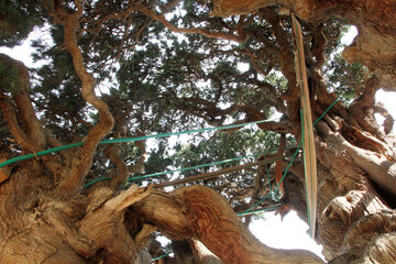 Antiguo ciprés de Mongabad en Yazd
