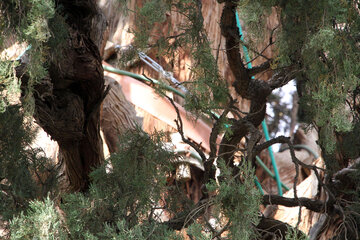 Antiguo ciprés de Mongabad en Yazd
