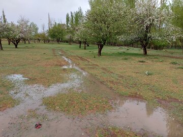 باران کشتزارهای خراسان شمالی را سیراب کرد 