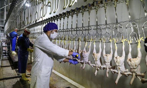نظارت بهداشتی بر کشتار چهار میلیون قطعه مرغ در البرز انجام شد