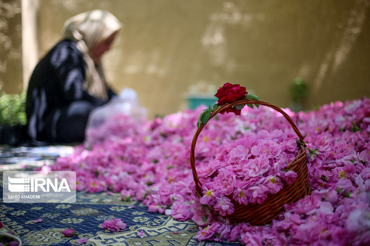 برداشت گل محمدی از باغ های گیلان آغاز شد