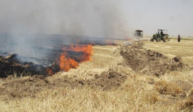 محیط زیست بوشهر: کشاورزان از سوزاندن بقایای مزارع گندم اجتناب کنند