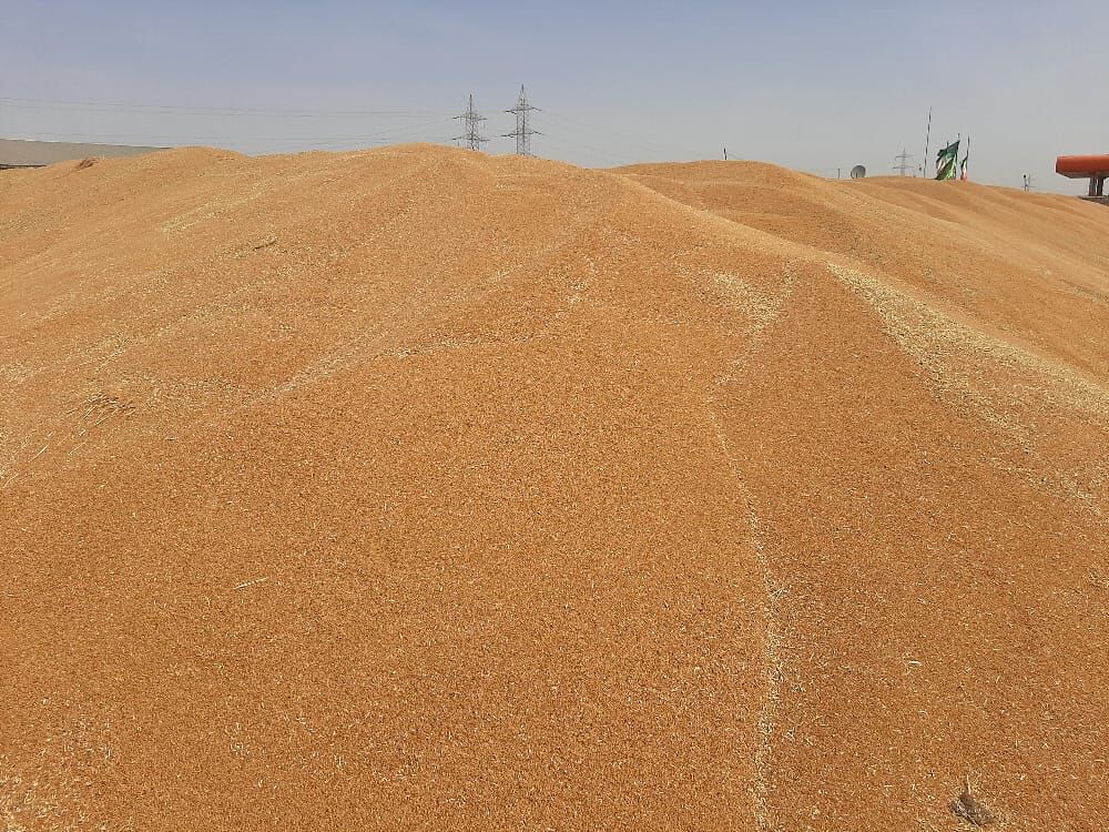 خرید تضمینی گندم در خوزستان از ۹۱۰هزار تن گذشت