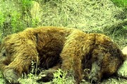رییس کل دادگستری سمنان: علت مرگ خرس‌ها در شرق استان بررسی شود