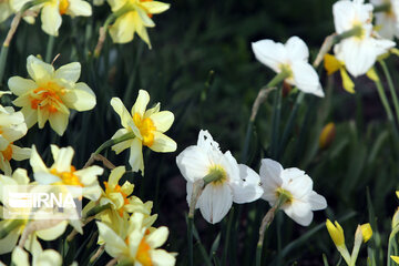 Campo de Narciso