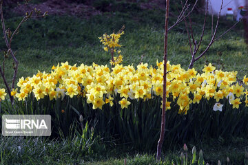 Campo de Narciso