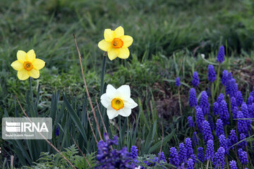 Campo de Narciso