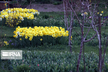 Campo de Narciso