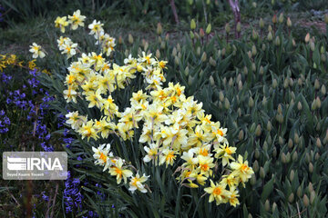 Campo de Narciso