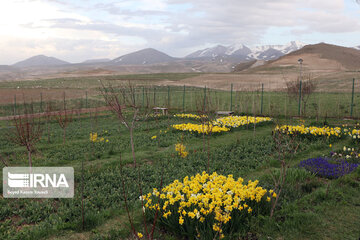 Campo de Narciso