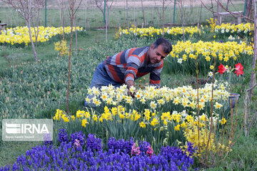 Campo de Narciso