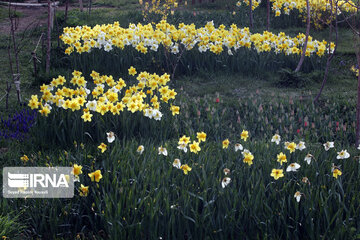 Campo de Narciso