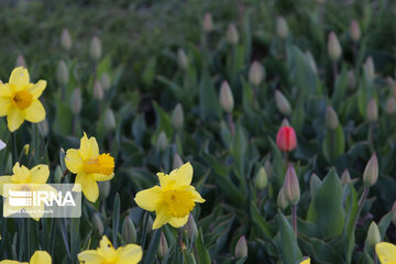 Campo de Narciso