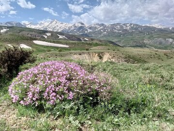 Iran : le mariage de l’hiver et du printemps dans les contreforts des montagnes « Margavar » à Urmia au nord-ouest