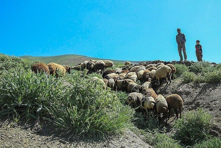 چرای غیرمجاز دام در منطقه حفاظت شده درمیان نگران‌کننده است