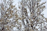 بارش برف و سرما به ۳۵ درصد باغ‌های خراسان شمالی خسارت زد