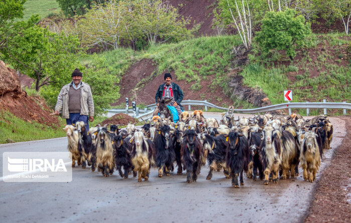 رشد ۸۰ درصدی آموزش و سوادآموزشی در عشایر اصفهان 