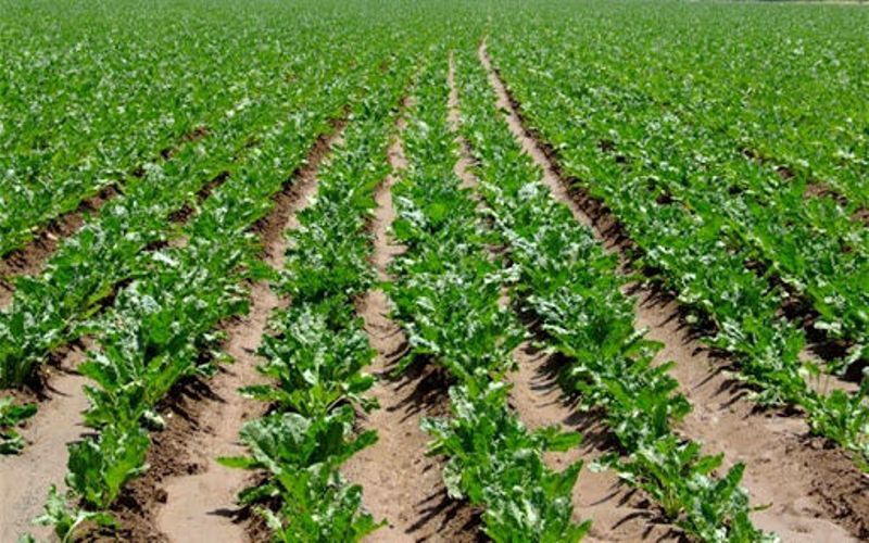 983 هکتار از مزارع کشاورزی قزوین زیرکشت چغندرقند رفت