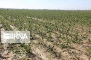 خشکسالی۱۳ هزار و ۱۸۳میلیارد ریال به بخش کشاورزی خراسان شمالی خسارت زد