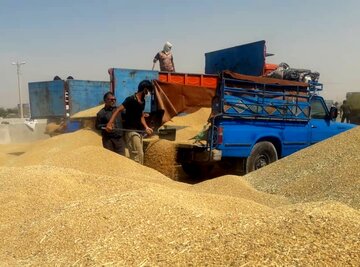 ۲۰۰ هزار تن انبار برای خرید تضمینی گندم و کلزا در گلستان آماده شد