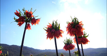 La plaine des tulipes renversées